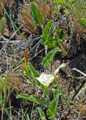 Convolvulus natalensis