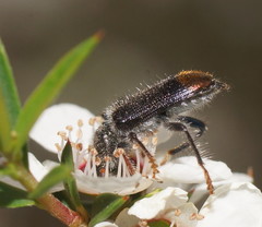 Phlogistus chrysurus