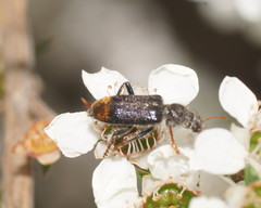 Phlogistus chrysurus