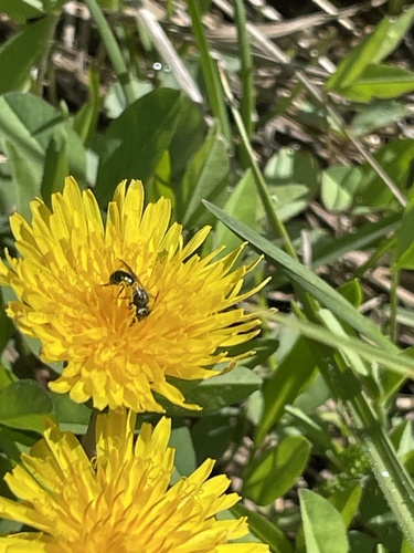 iNaturalist observation photo of Zadontomerus