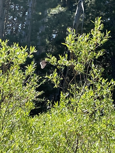iNaturalist observation photo of Mourning Cloak