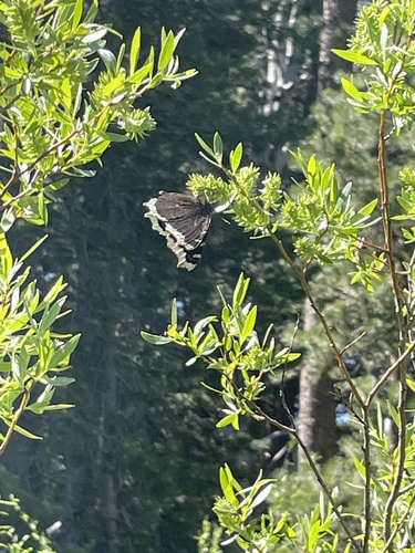 iNaturalist observation photo of Mourning Cloak