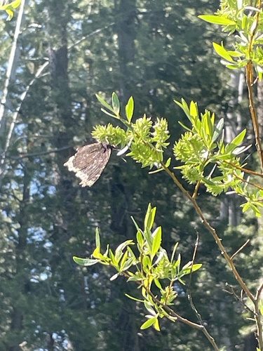 iNaturalist observation photo of Mourning Cloak