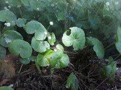 Hydrocotyle leucocephala