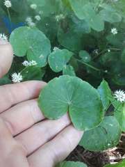 Hydrocotyle leucocephala