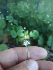 Hydrocotyle leucocephala