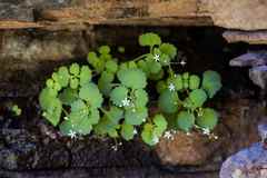 Crassula umbraticola