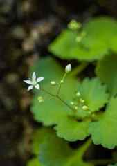 Crassula umbraticola