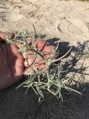 Johnstonella costata