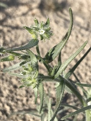 Johnstonella costata