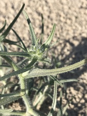 Johnstonella costata