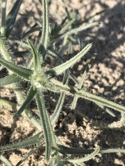 Johnstonella costata