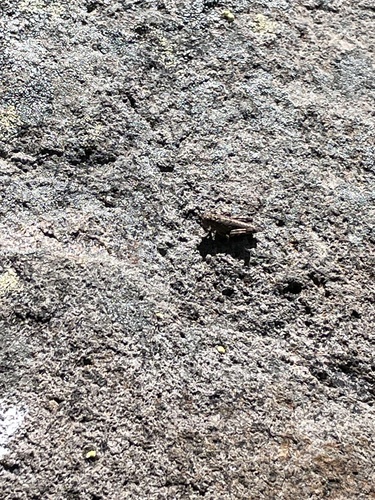 iNaturalist observation photo of Grasshoppers