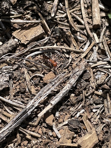 iNaturalist observation photo of Ants