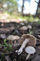Inocybe pudica
