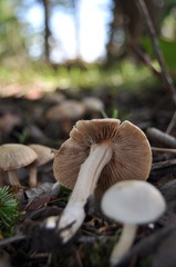 Inocybe pudica