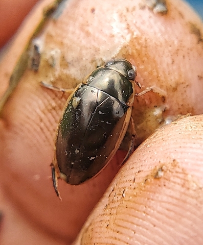 Lateral-lined Water Beetle photo 6