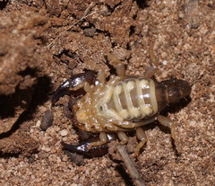 Urodacus manicatus