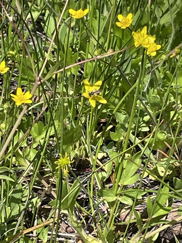 iNaturalist observation photo of Narrow-waisted Wasps, Ants, and Bees