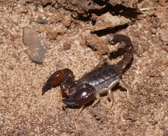 Urodacus manicatus