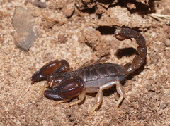 Urodacus manicatus