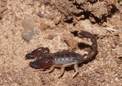Urodacus manicatus