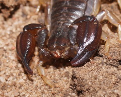 Urodacus manicatus