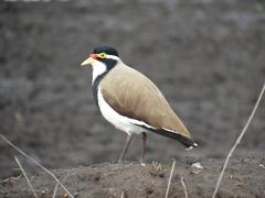 Vanellus tricolor
