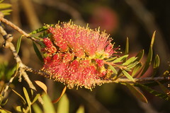 Melaleuca wimmerensis