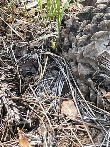 iNaturalist observation photo of Western Yellowjacket