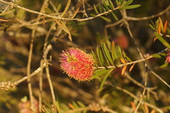 Melaleuca wimmerensis