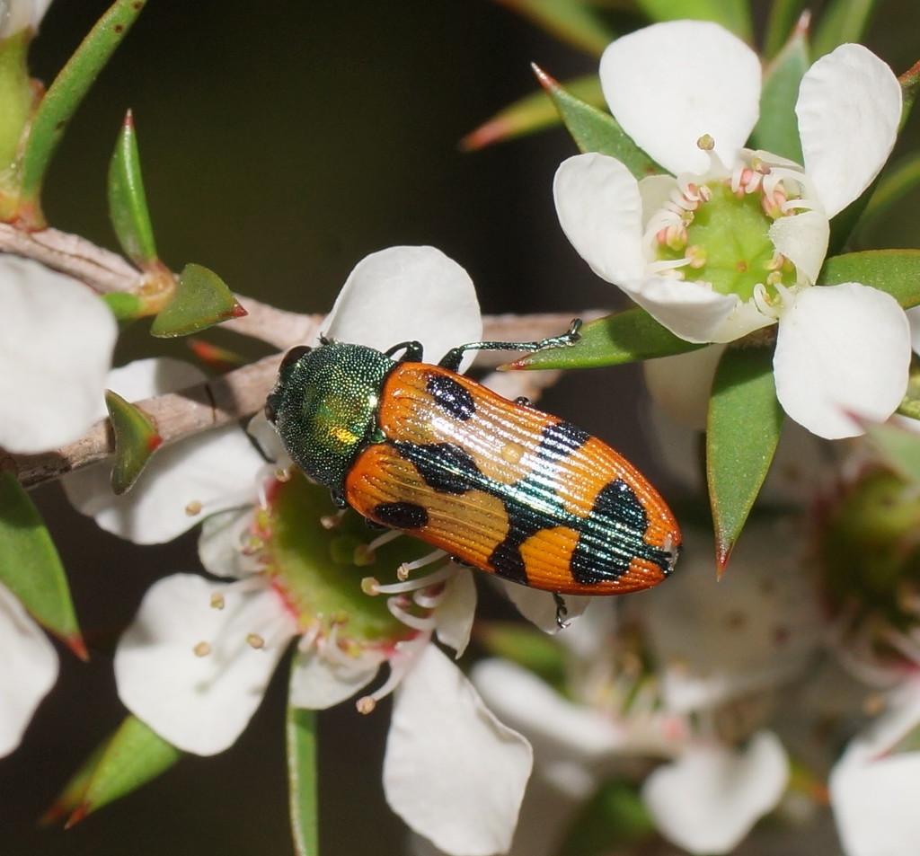 Castiarina media