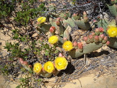 Opuntia aurea