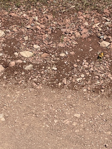 iNaturalist observation photo of Ladies, Anglewings, and Allies