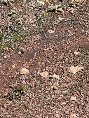 iNaturalist observation photo of Ladies, Anglewings, and Allies