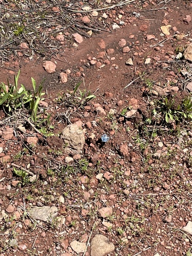 iNaturalist observation photo of Blues