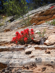 Castilleja scabrida scabrida