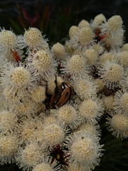 Trichostetha signata