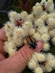 Trichostetha signata