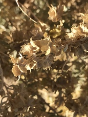 Atriplex canescens laciniata
