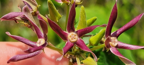 Image of Matelea obliqua by no rights reserved