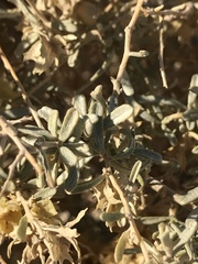 Atriplex canescens laciniata