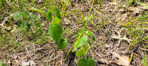 Image of Matelea obliqua by no rights reserved
