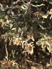 Atriplex canescens laciniata
