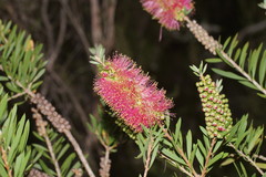 Melaleuca wimmerensis