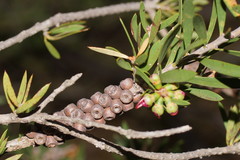 Melaleuca wimmerensis