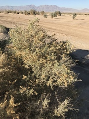 Atriplex canescens laciniata