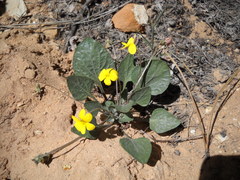 Viola charlestonensis