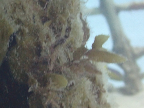 Sargassum bermudense observed 2023-06-18