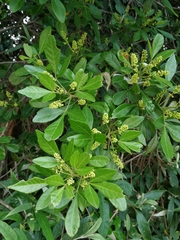 Allophylus decipiens